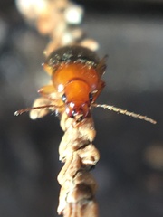 Amphasia interstitialis