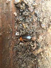 Amphasia interstitialis