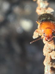 Amphasia interstitialis