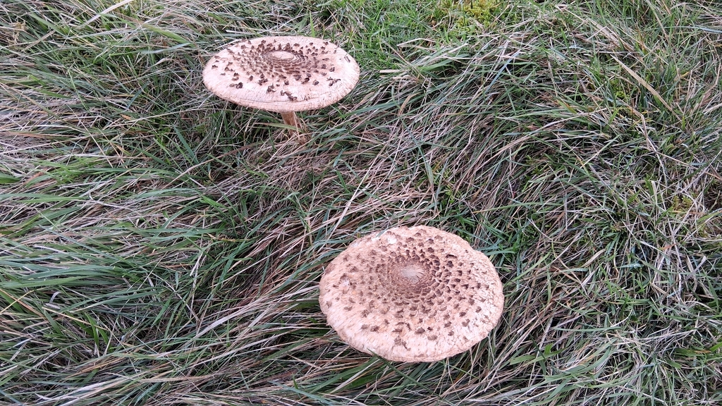 Macrolepiota procera · November 2025 · photo: © robcrewshole (iNaturalist, cc0)