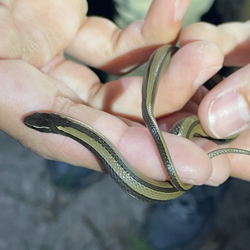 Black-striped Snake