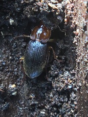 Amphasia interstitialis