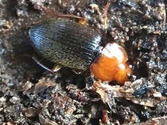 Amphasia interstitialis