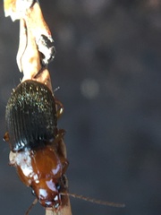 Amphasia interstitialis