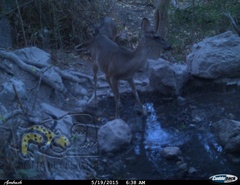Odocoileus virginianus sinaloae