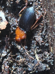 Amphasia interstitialis