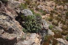Euryops pectinatus pectinatus