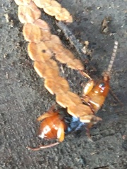 Amphasia interstitialis