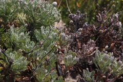 Euryops pectinatus pectinatus