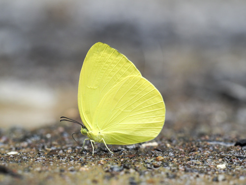 Gandaca butyrosa