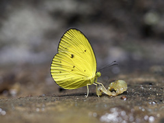 Eurema celebensis