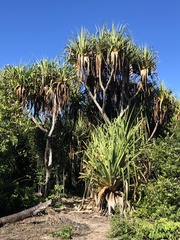 Pandanaceae