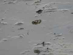 Macrophthalmus banzai