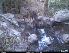 Odocoileus virginianus sinaloae