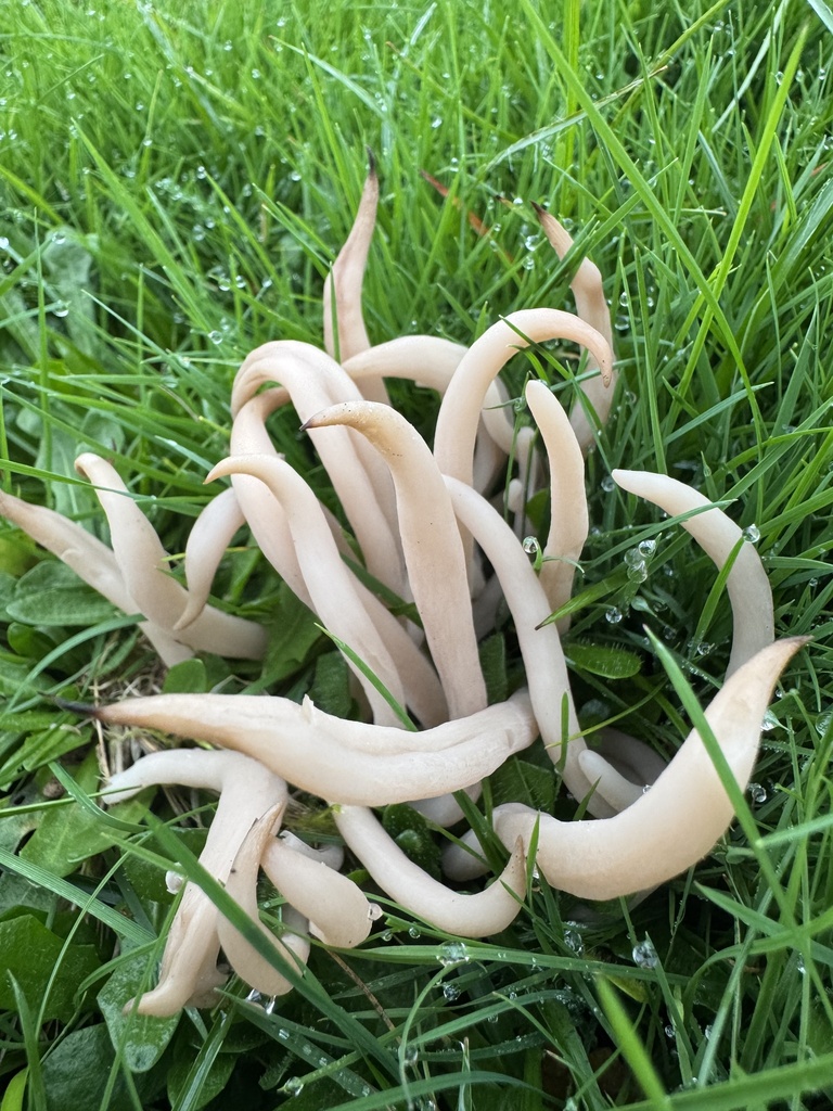 Clavaria fumosa