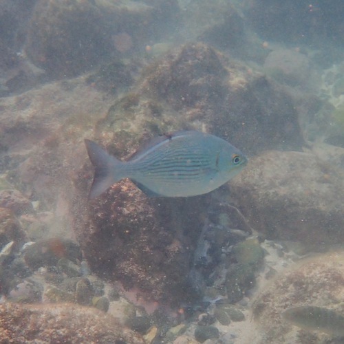 Brassy Drummer (Kyphosus vaigiensis)