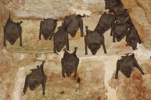 Jamaican Fruit-eating Bat