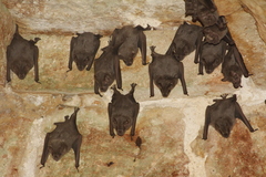 Jamaican Fruit-Eating Bat photo 3