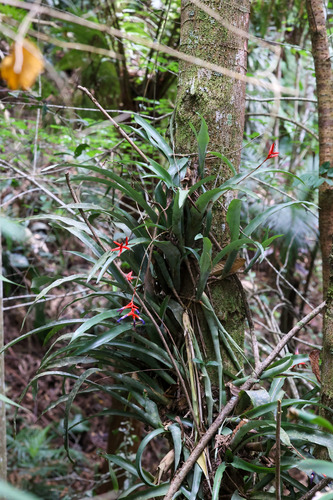 Quesnelia liboniana, photograph 3