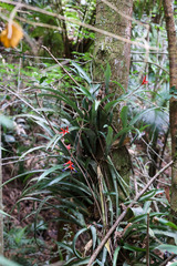 Quesnelia liboniana, photograph (c) Tom Field, some rights reserved (CC BY)