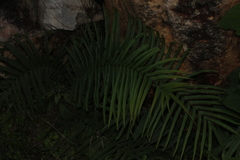 Chamaedorea seifrizii