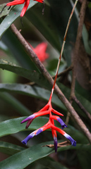 Quesnelia liboniana, photograph (c) Tom Field, some rights reserved (CC BY)