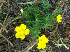 Portulaca grandiflora