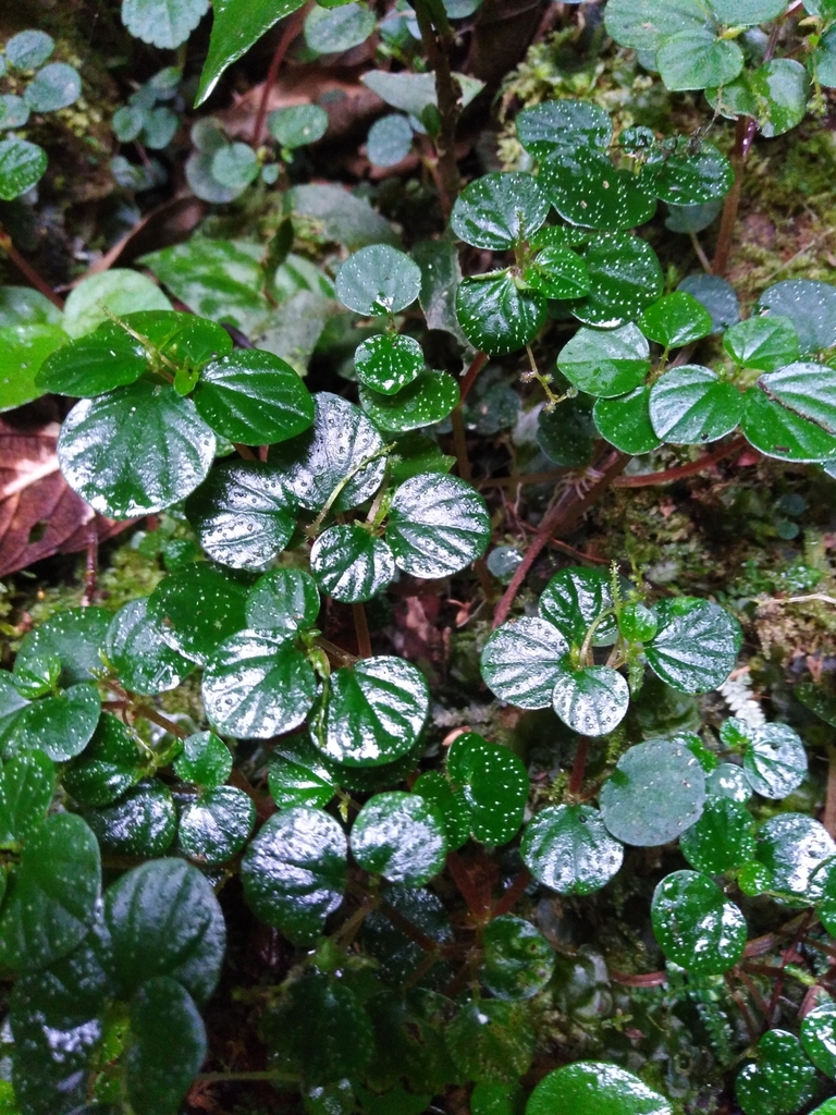 Peperomia hispidula