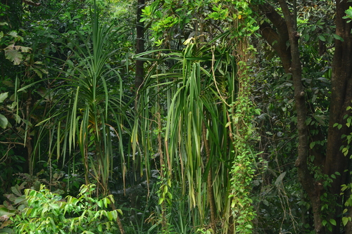 Image of Pandanus kaida by no rights reserved