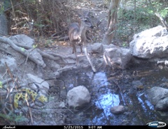 Odocoileus virginianus sinaloae