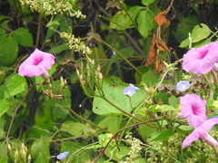 Ipomoea splendor-sylvae