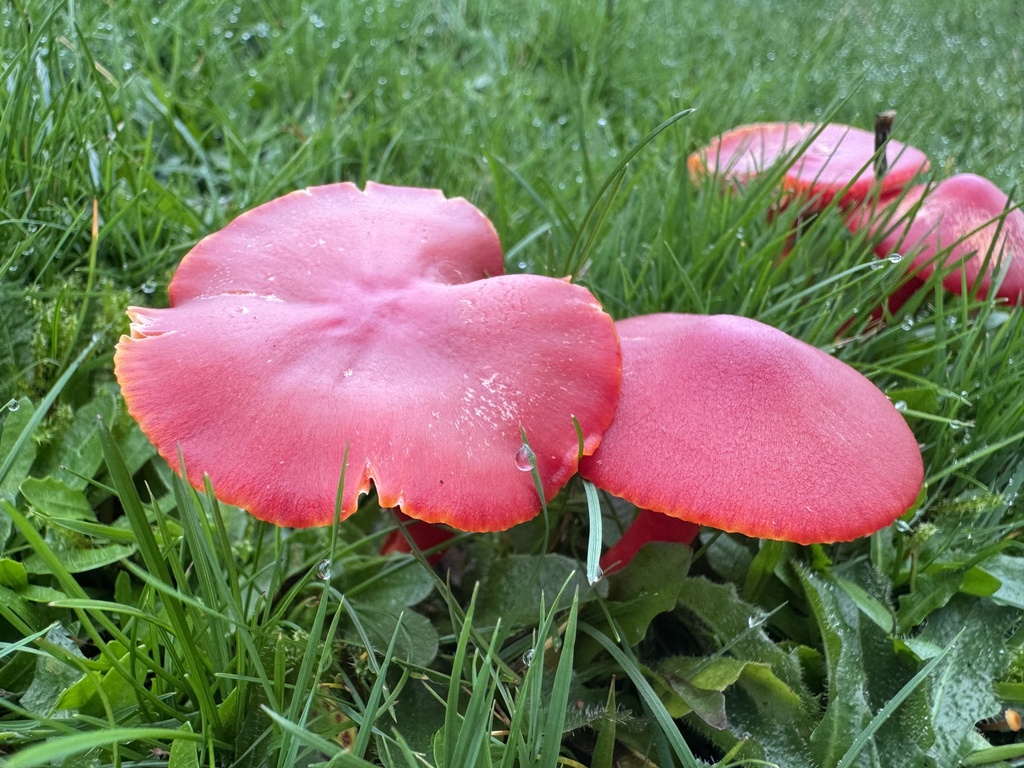 Hygrocybe coccinea · November 2025 · photo: © lizfrost47 (iNaturalist, cc-by)