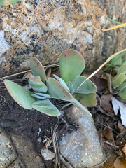 Crassula swaziensis