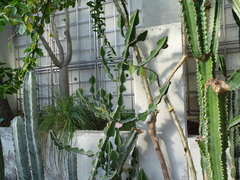 Euphorbia grandialata