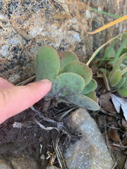 Crassula swaziensis