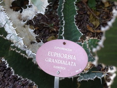 Euphorbia grandialata