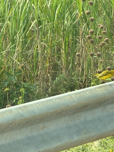 Northern Brown-throated Weaver (Ploceus castanops), photo 4