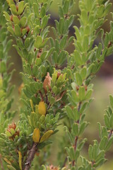Psoralea obliqua
