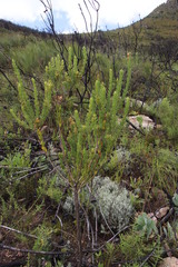 Psoralea obliqua