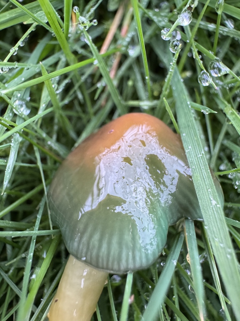 Gliophorus psittacinus · November 2025 · photo: © lizfrost47 (iNaturalist, cc-by)