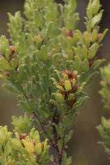 Psoralea obliqua
