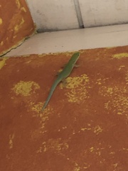 Phelsuma
