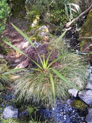 Phormium cookianum