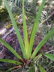 Phormium cookianum