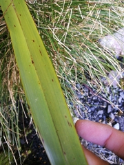 Phormium cookianum