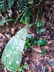 Anthurium urvilleanum
