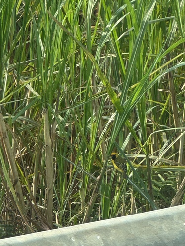 Northern Brown-throated Weaver (Ploceus castanops), photo 8