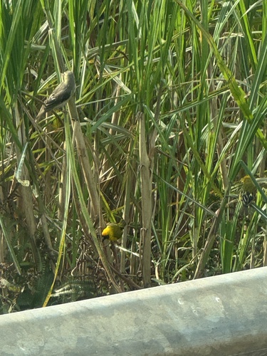 Northern Brown-throated Weaver (Ploceus castanops), photo 7