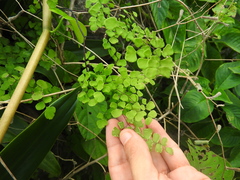 Adiantum tricholepis