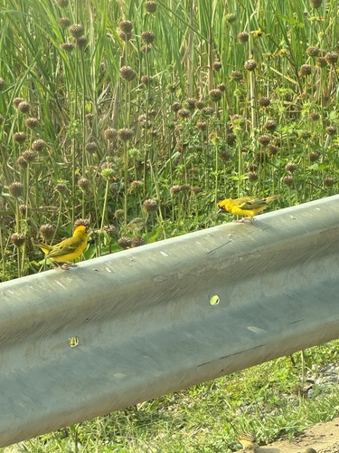 Northern Brown-throated Weaver (Ploceus castanops), photo 9